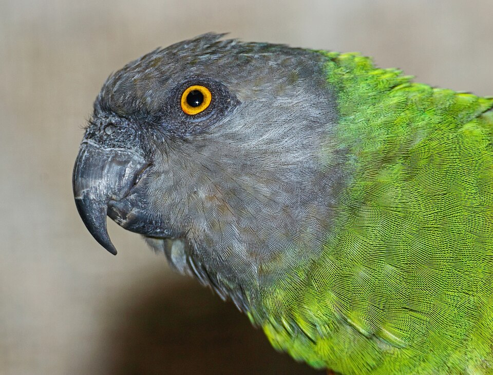 au Sénégal