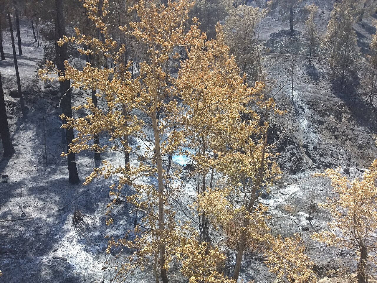 Burned forest in Kourdali