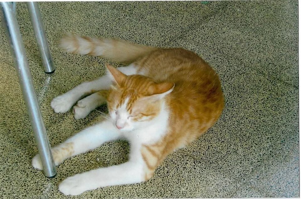 Cats of Cyprus