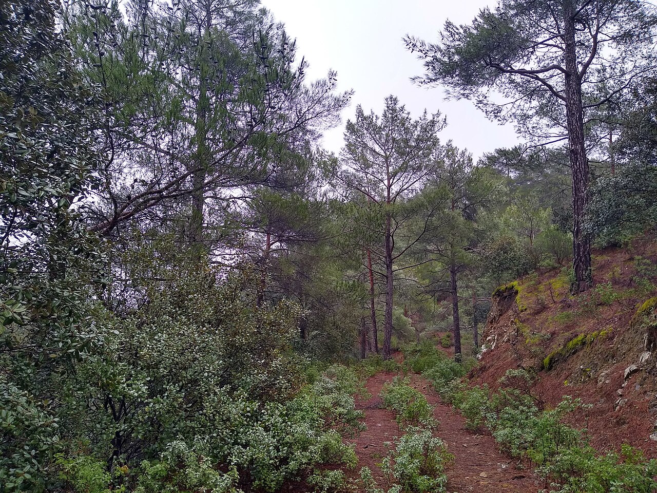 Paphos Forest Cyprus